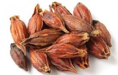 Vị Thuốc Chi Tử  - Vị thuốc thanh nhiệt, tả hỏa trong Đông y