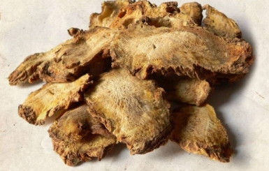 Vị Thuốc Độc Hoạt – Vị Thuốc Trị Phong Thấp, Giảm Đau Nhức Xương Khớp Trong Đông Y