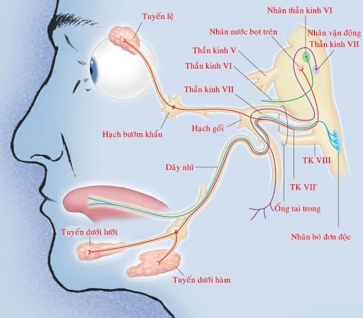 vật lý trị liệu liệt mặt dây 7